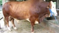 Sapi-Kurban-Seberat-900-Kilogram-Dijual-Rp55-Juta-696x424 (1)~2