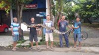 Evakuasi ular piton di Panggang Jepara oleh petugas Damkar dengan penjepit dibantu warga