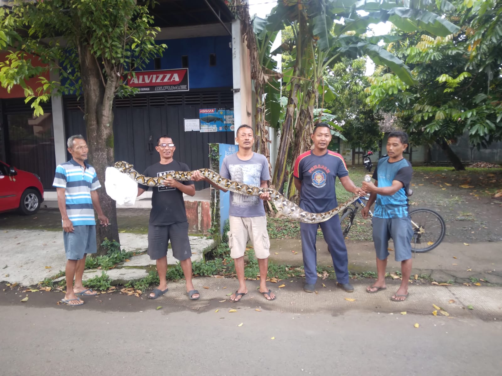 Evakuasi ular piton di Panggang Jepara oleh petugas Damkar dengan penjepit dibantu warga