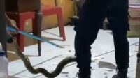 Orang menangkap ular besar.