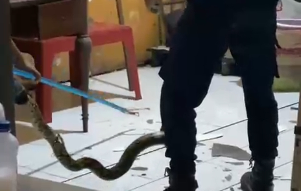 Orang menangkap ular besar.