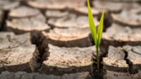 dampak el nino godzilla 2026 menyebabkan kekeringan di indonesia