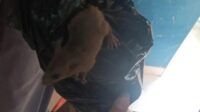 tikus menjijikkan di boks makanan MBG SMKN 8 Semarang