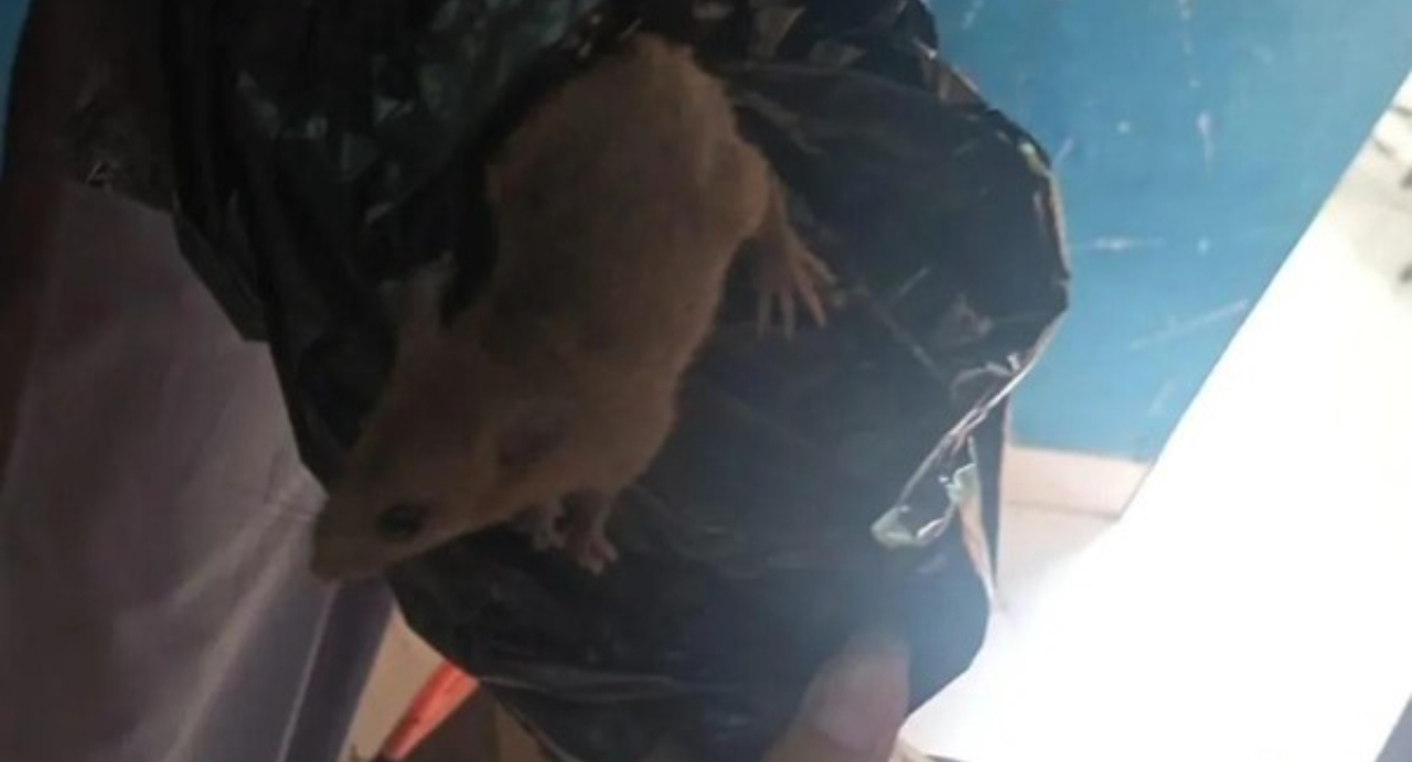tikus menjijikkan di boks makanan MBG SMKN 8 Semarang